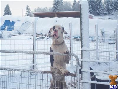 Stud Dogs - Great Dane